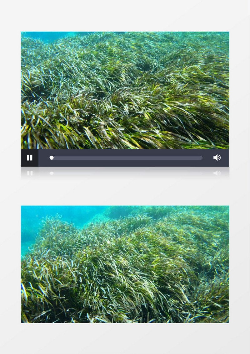 海洋底部的海草实拍视频素材