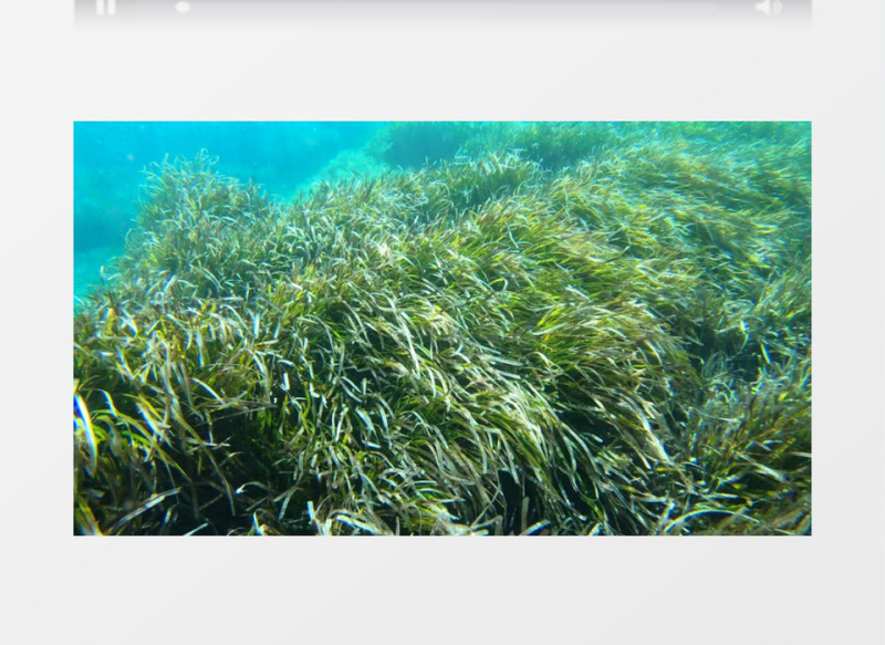 海洋底部的海草实拍视频素材