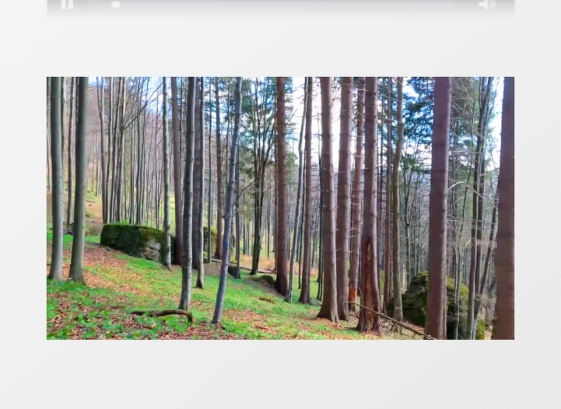 山坡上的森林和地面的植被景象实拍视频素材