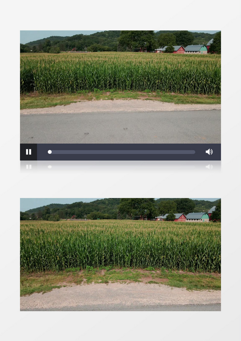 实拍一大片即将成熟的玉米地实拍视频素材