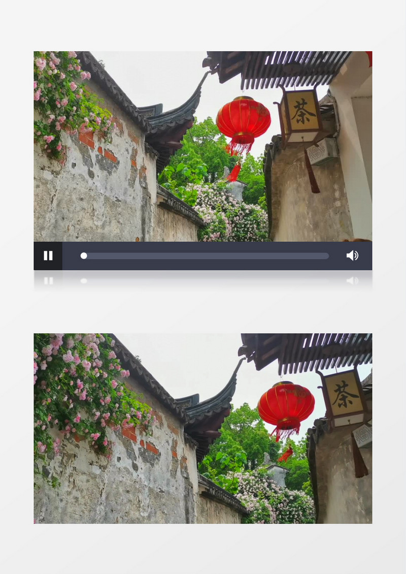 满墙的花朵在随风晃动实拍视频素材
