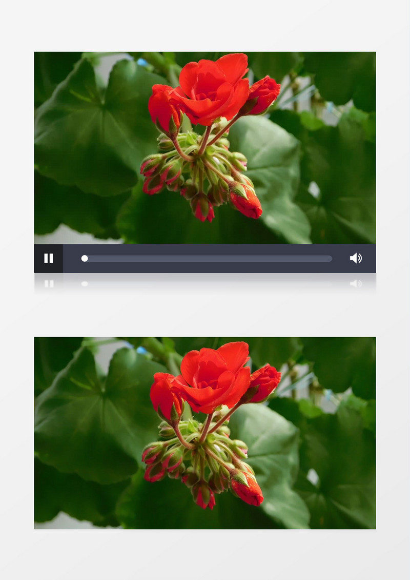 红色的天竺葵放在微风里实拍视频素材