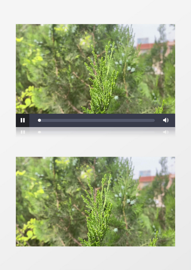 在路边随风晃动的松柏树实拍视频素材
