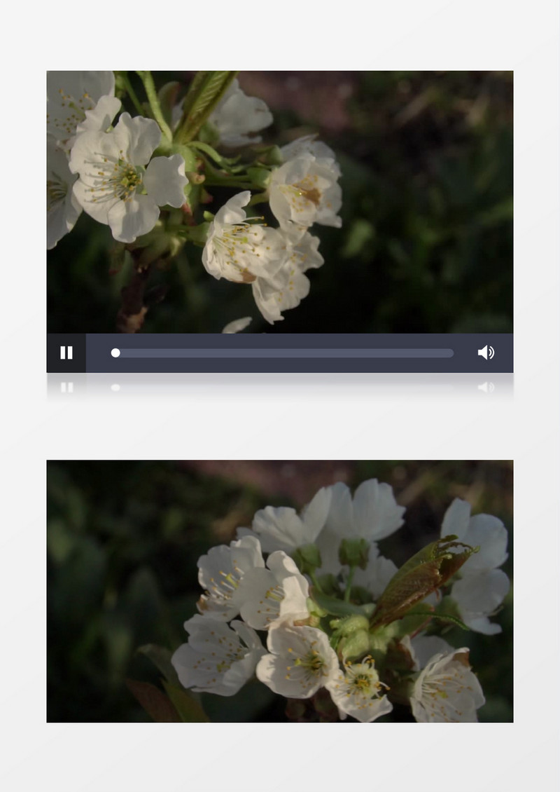 绽放的樱桃花在旋转展示实拍视频素材