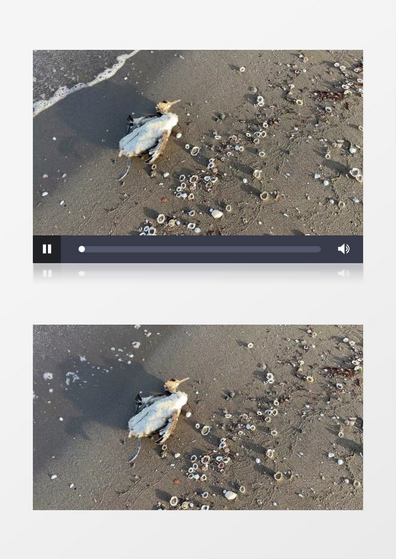 被海水冲到沙滩上的一只死鸟实拍视频素材