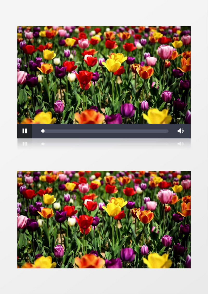 一片郁金香在风中晃动实拍视频素材