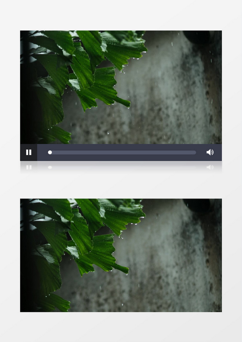 沐浴在雨中的鱼尾葵实拍视频素材