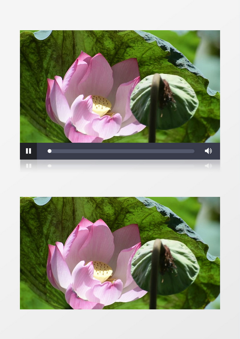 一朵荷花沐浴在阳光下实拍视频素材