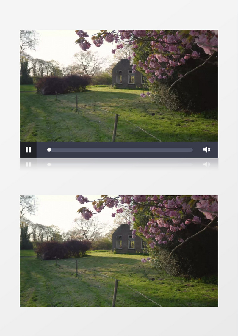 樱花树在风中晃动实拍视频素材