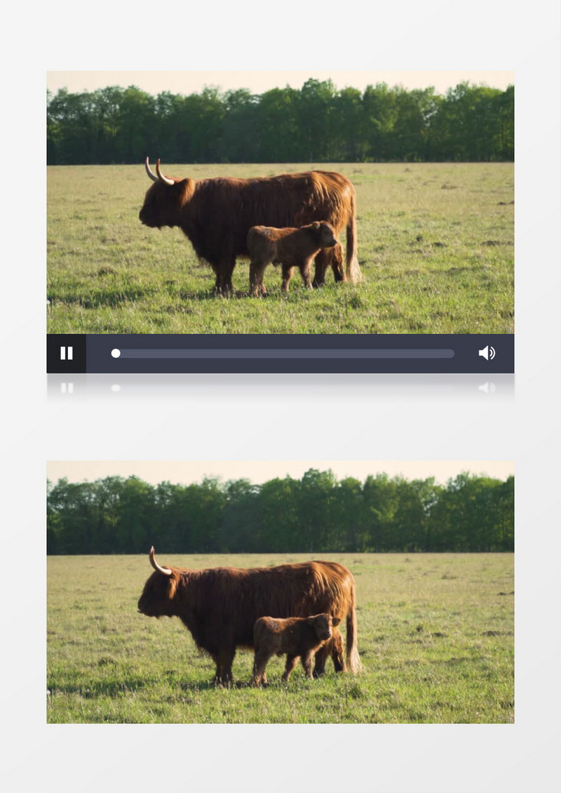 一只牦牛带着小牦牛站在草地上实拍视频素材