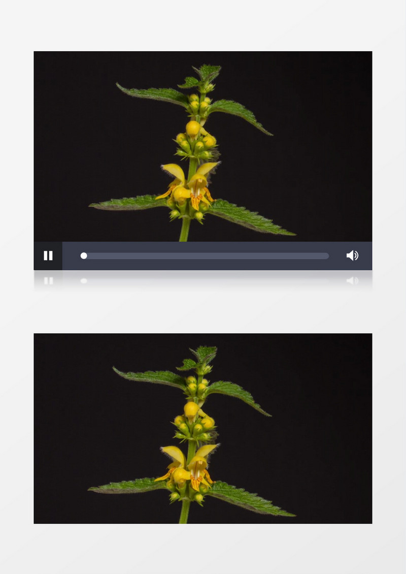 延时拍摄鼬瓣花的绽放过程实拍视频素材