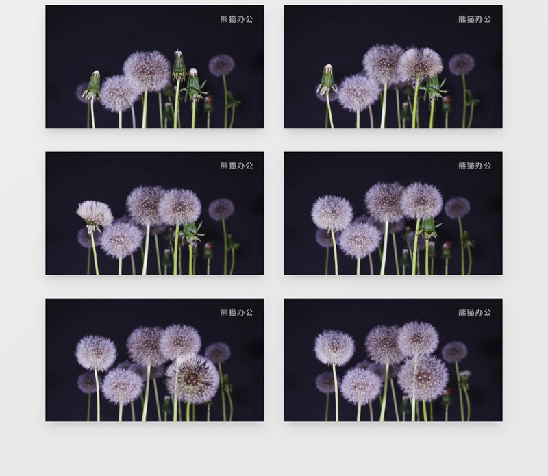 延时拍摄蒲公英花绽放过程实拍视频素材