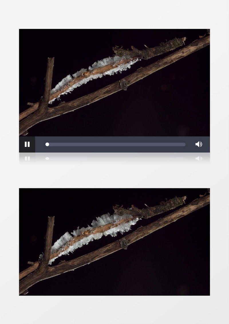 延时拍摄树枝长出白霜的过程实拍视频素材