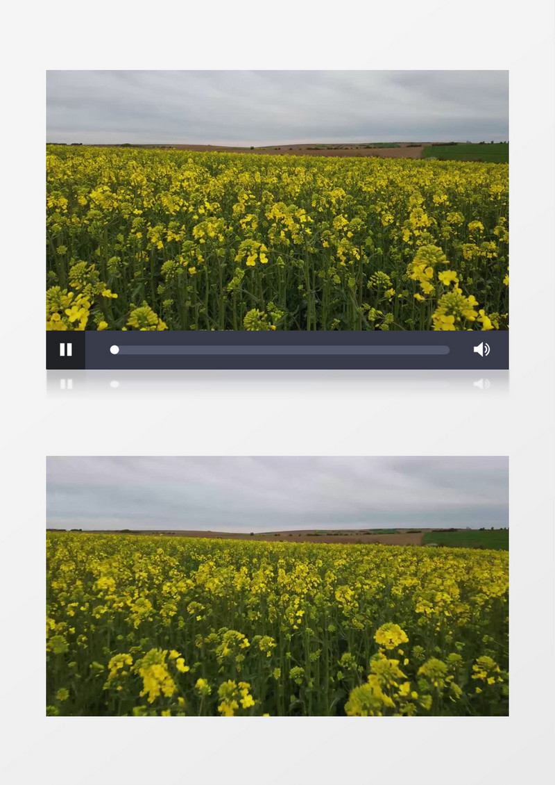 一大片黄色的油菜花实拍视频素材