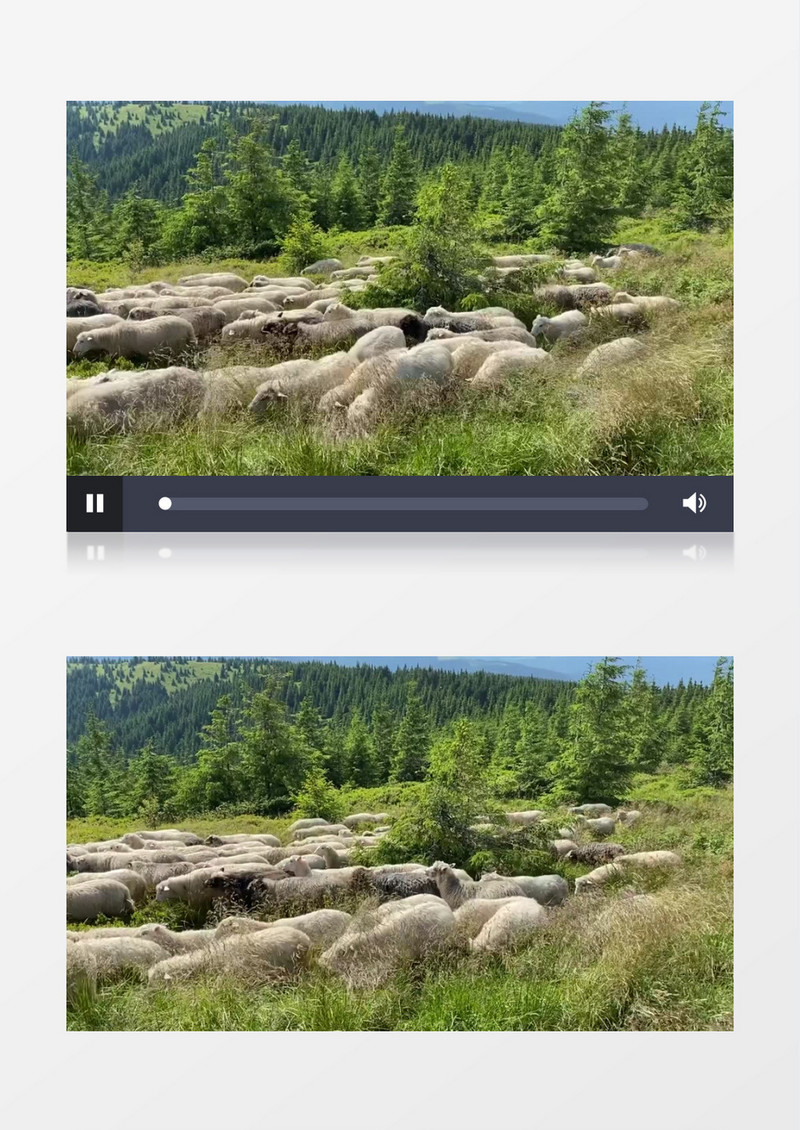 一群羊穿梭在草地中实拍视频素材
