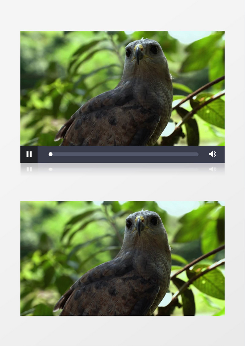 一只鸟站在树枝上四处观望实拍视频素材