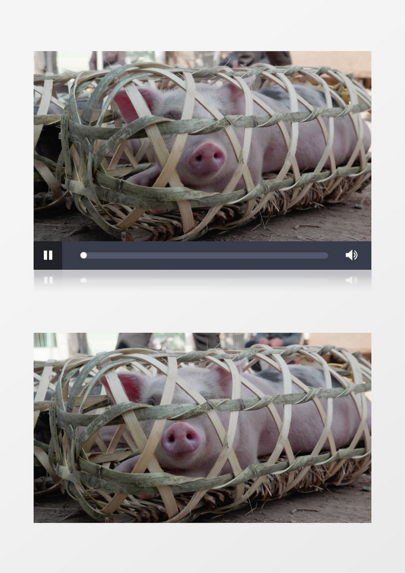 小猪被装在了竹编的篮子里实拍视频素材
