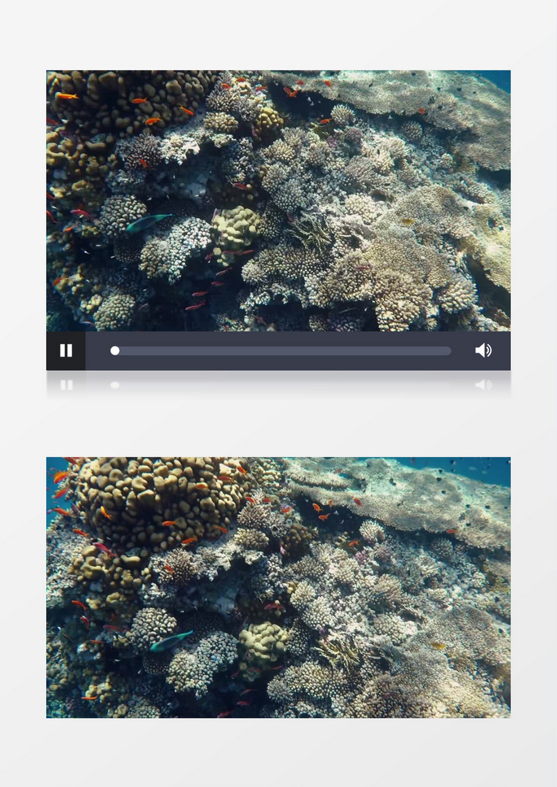 海底穿梭的鱼群实拍视频素材
