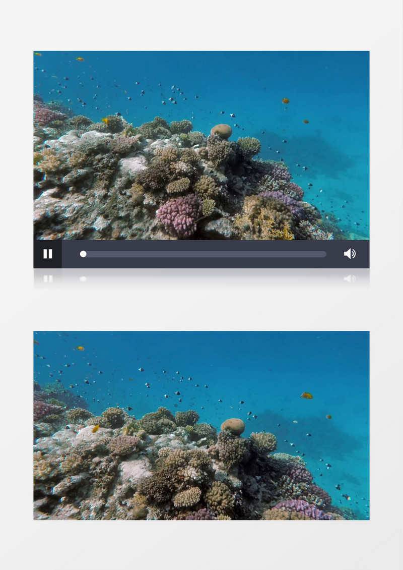 海洋中的鱼群实拍视频素材