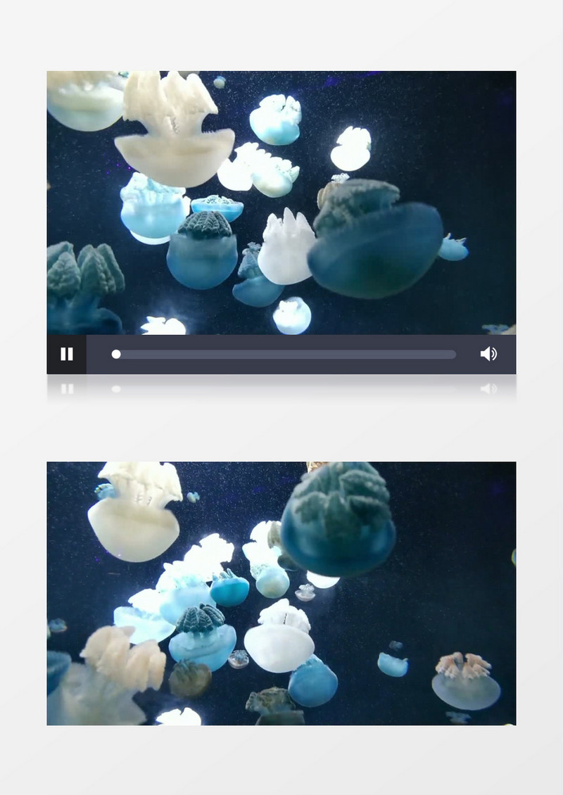 一群水母在水中游走实拍视频素材