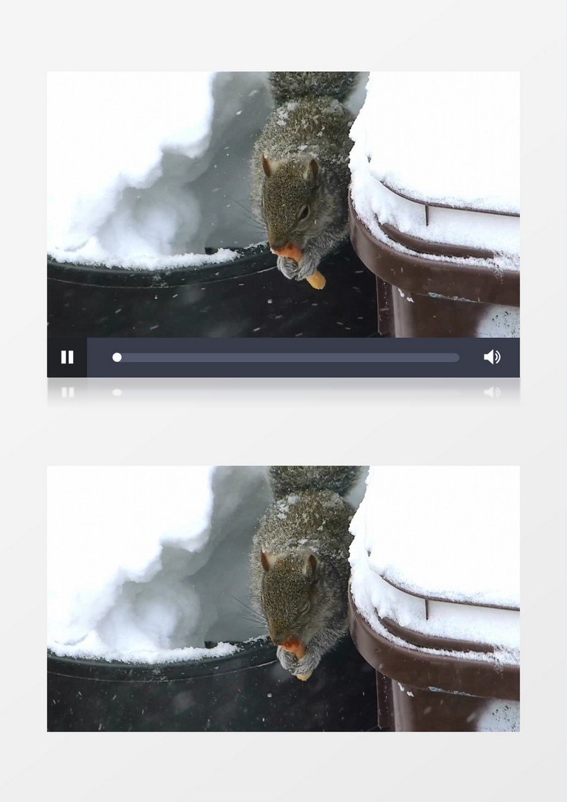 一只小松鼠在雪中觅食实拍视频素材