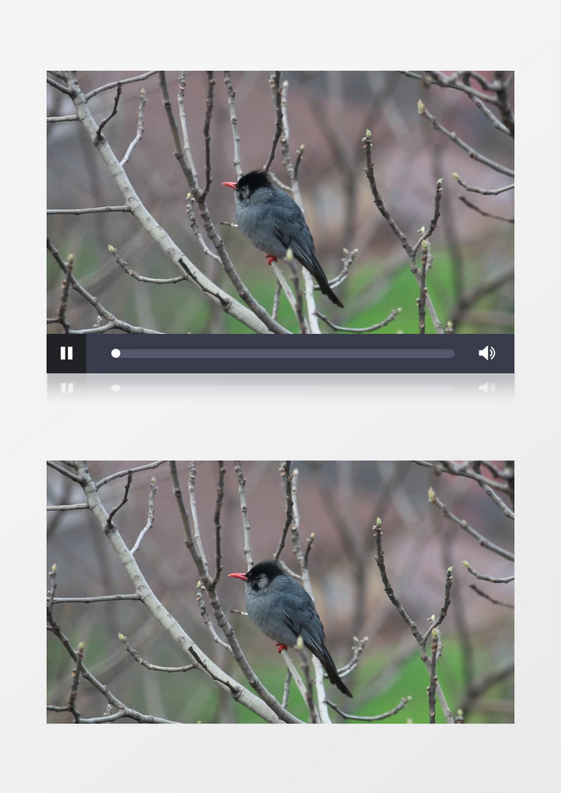 一只鸟站在树枝上张望实拍视频素材