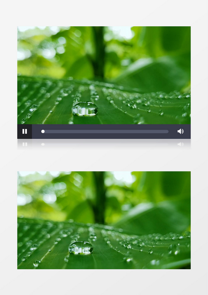 在树叶上晶莹剔透的水珠实拍视频素材