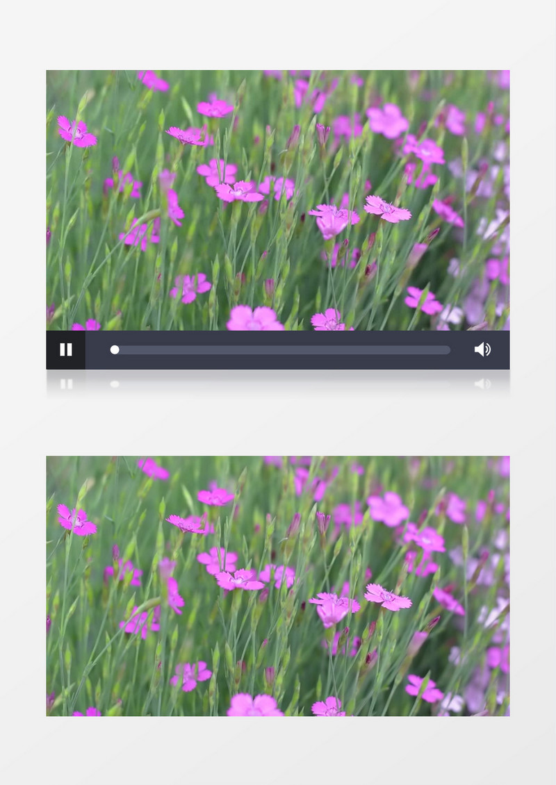紫色石竹花圃实拍视频素材