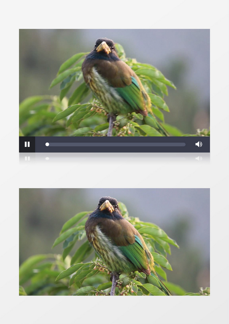 一只鸟站在树枝上四处张望实拍视频素材