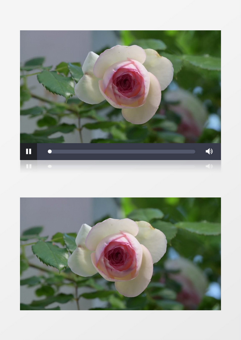 一朵绽放的月季花实拍视频素材
