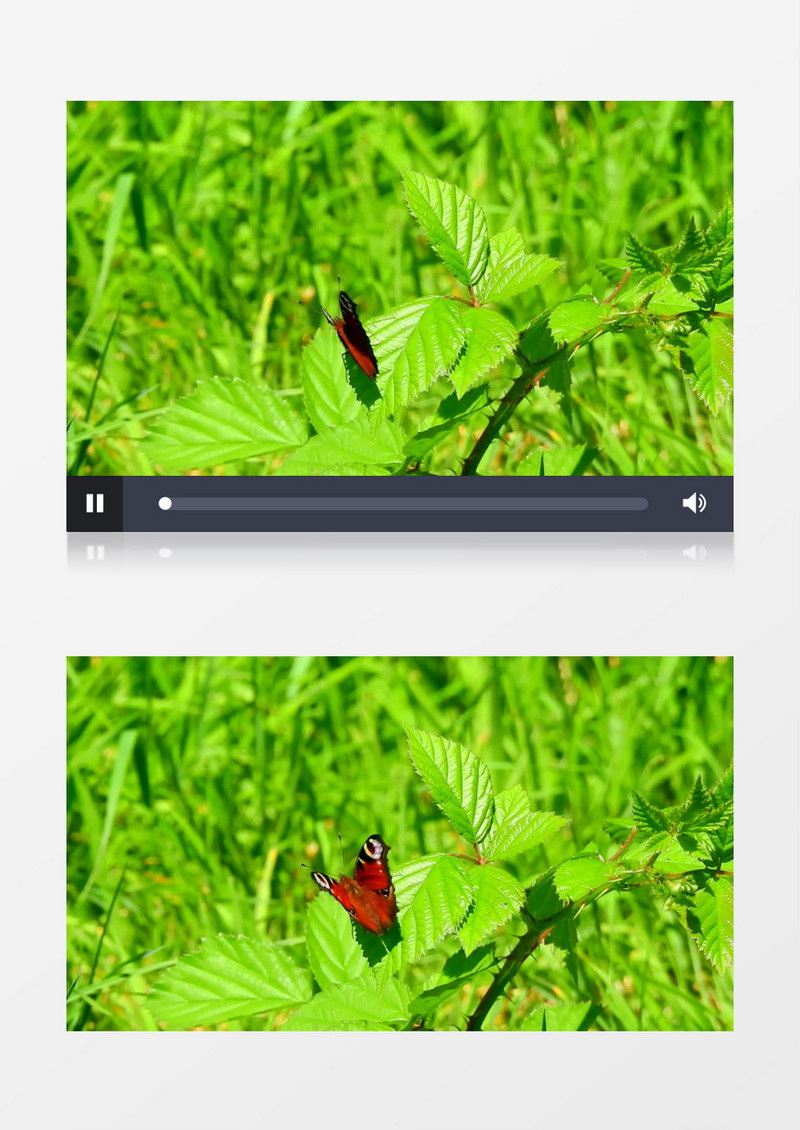 一只花蝴蝶在挥舞翅膀实拍视频素材