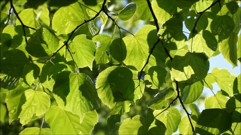 风中晃动的树叶中撒下的斑驳阳光实拍视频素材