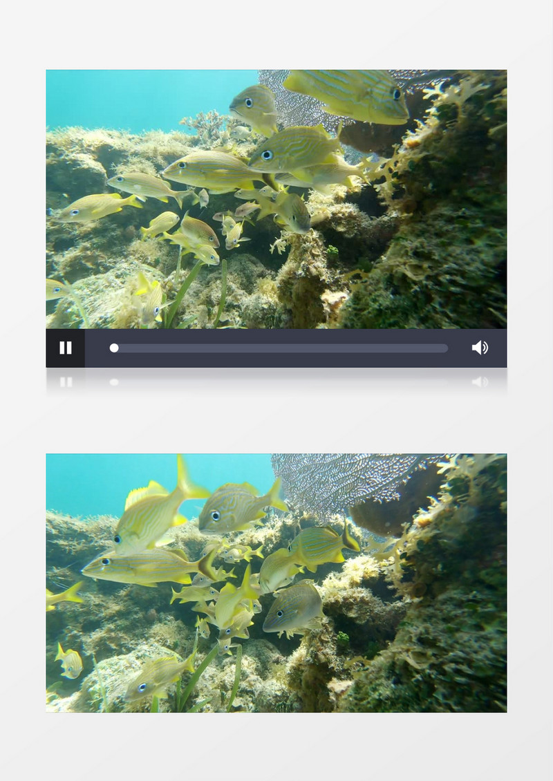 一群鱼在海洋中穿梭游走实拍视频素材