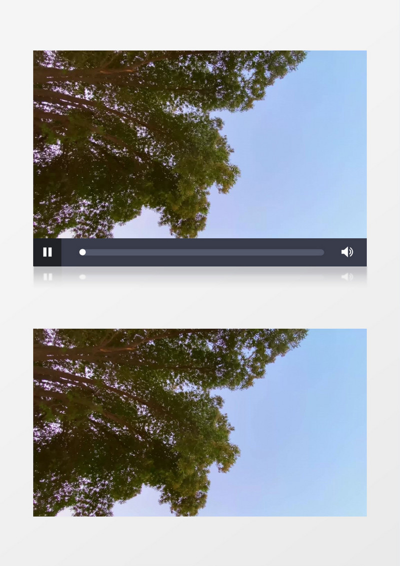 蓝天的茂密的树枝在随风飘动实拍视频素材