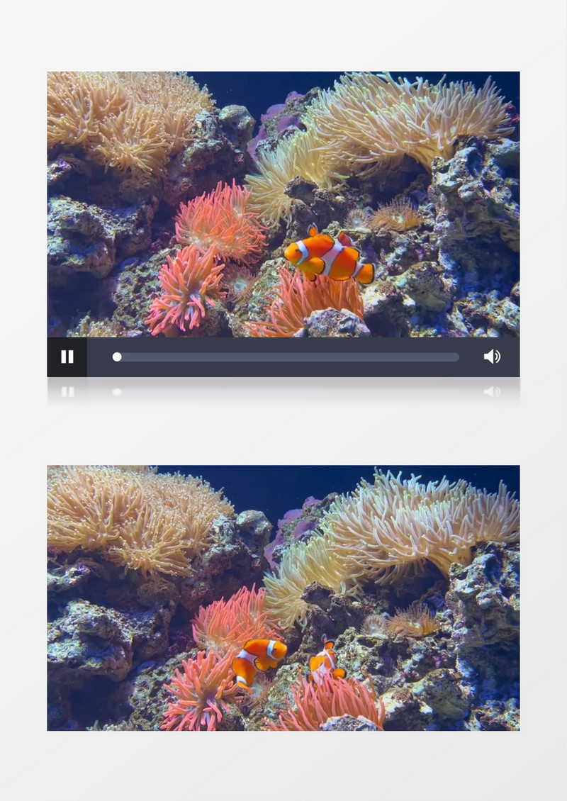 小丑鱼在海底的珊瑚丛中穿梭实拍视频素材