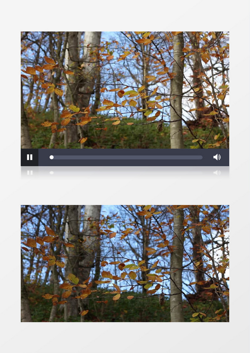 秋天泛黄的树叶在风中晃动实拍视频素材