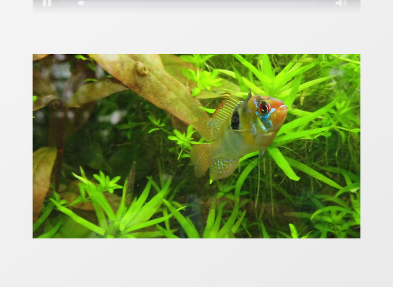 荷兰凤凰鱼在水草中穿梭实拍视频素材
