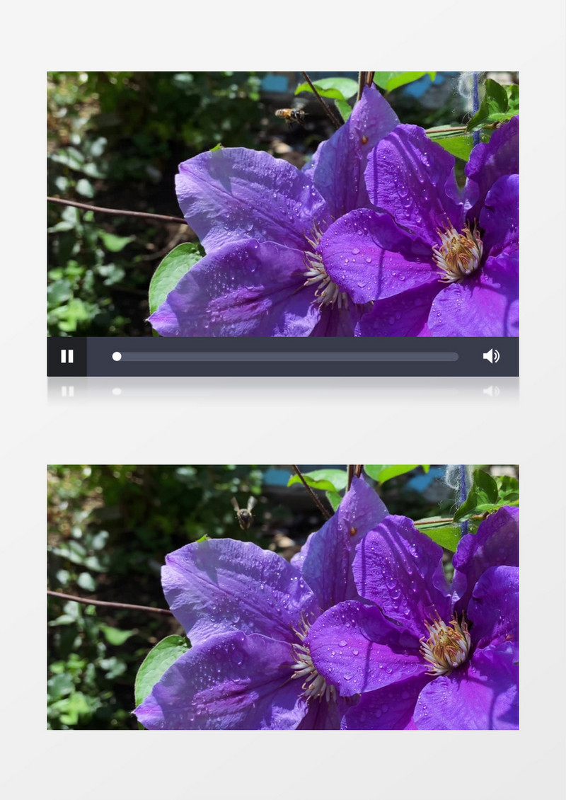 一只小蜜蜂在紫色的花朵上采蜜实拍视频素材
