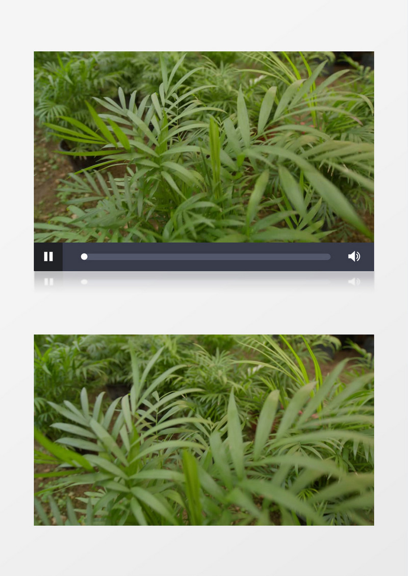 在花盆中种植的袖珍椰子实拍视频素材