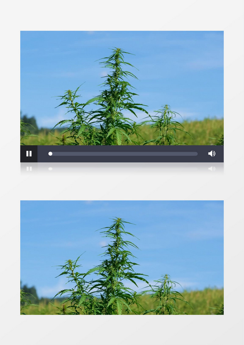 蓝天下随风飘动的树叶实拍视频素材