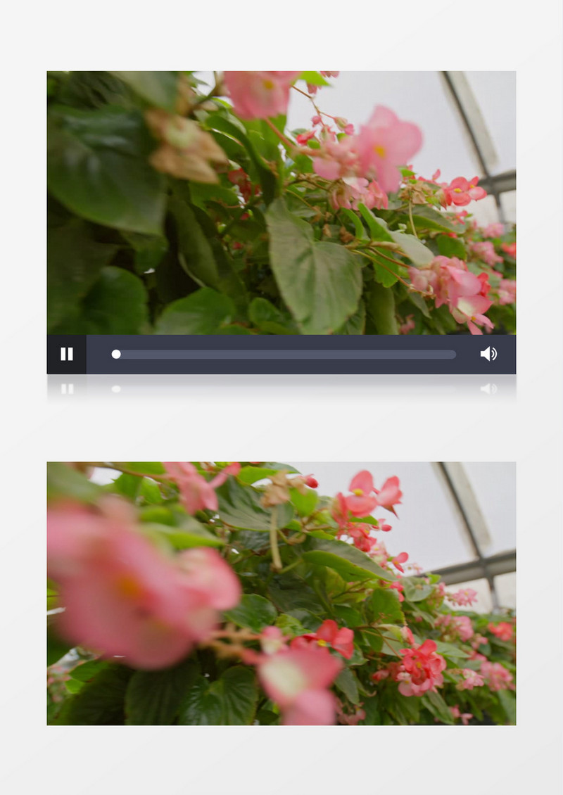 绽放着粉色花朵的植物实拍视频素材