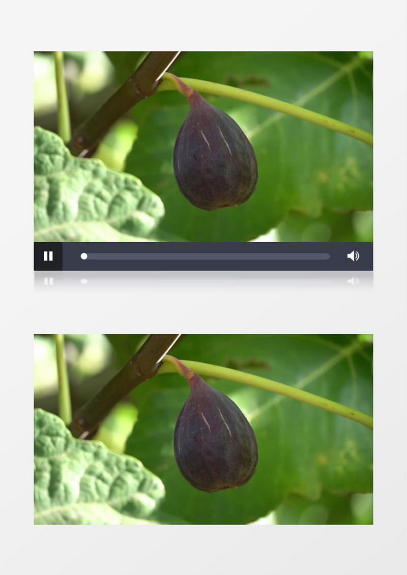 成熟的无花果实拍视频素材