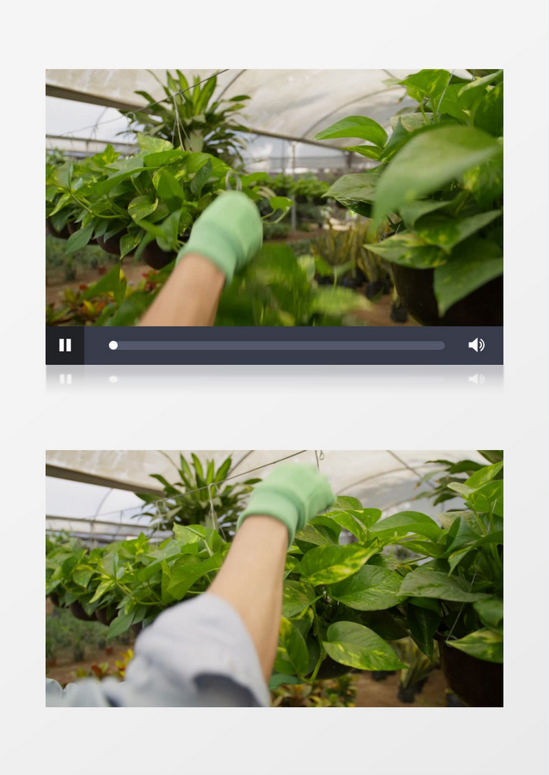 园艺师把绿植挂在绳子上实拍视频素材