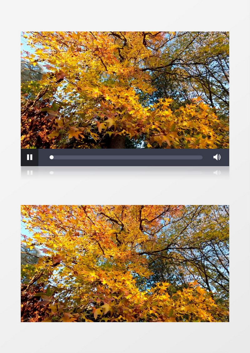 秋天变黄的树叶实拍视频素材