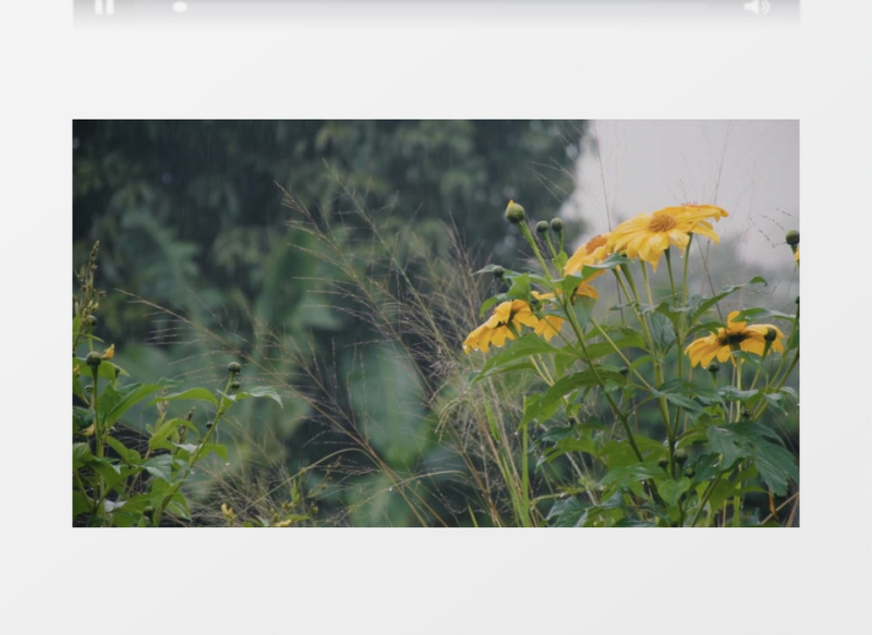 被细雨打湿的雏菊实拍视频素材