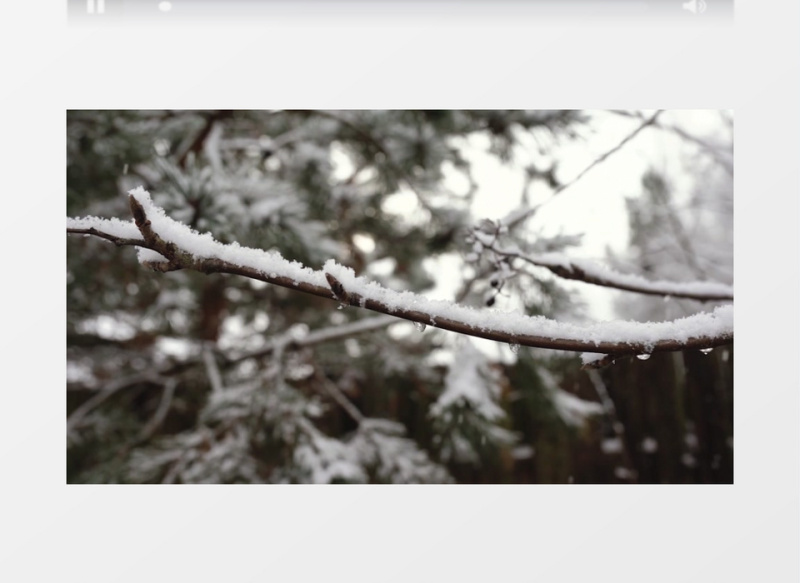 雪花缓缓降落到树上实拍视频素材