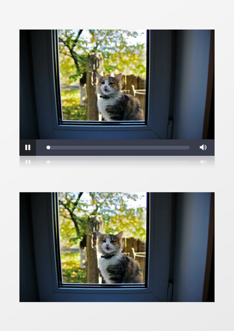 窗外有一只漂亮猫咪实拍视频素材
