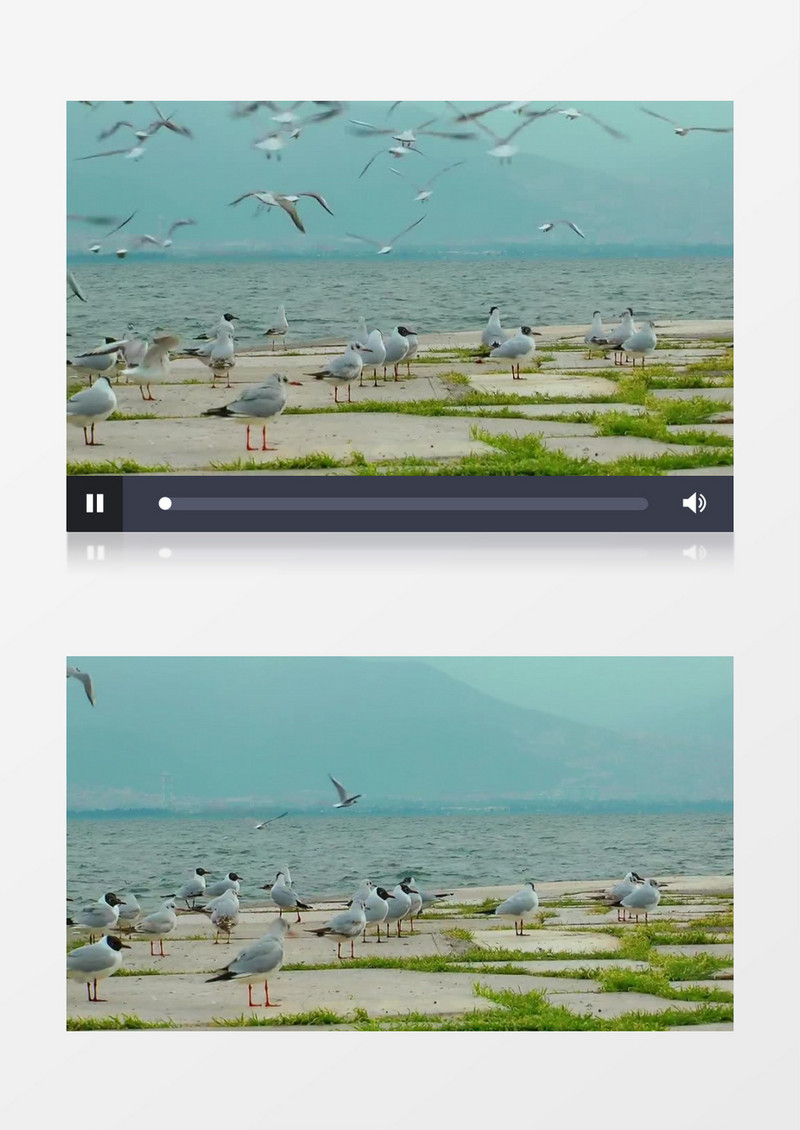 海鸥在海边自由翱翔实拍视频素材