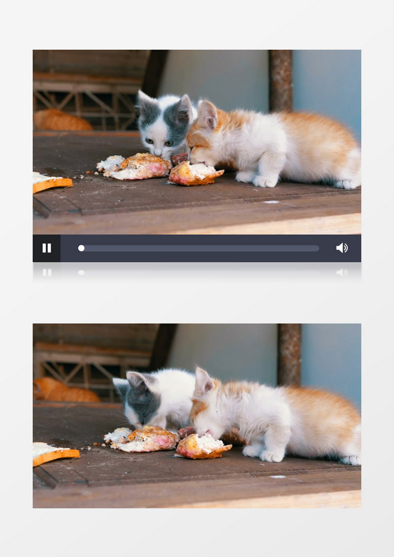 几只小猫在吃桌上的食物实拍视频素材