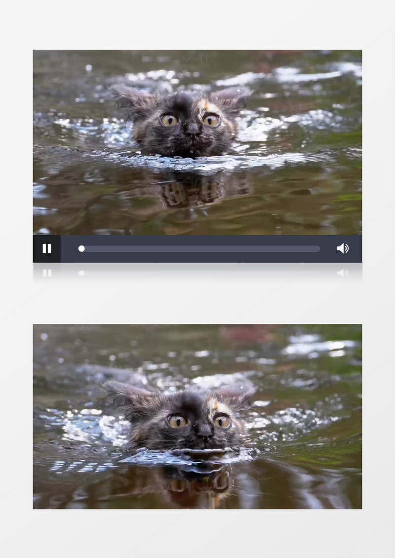 一只小猫在水中游泳实拍视频素材